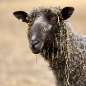 Hay una secreción de la piel de las ovejas que se usa en muchos alimentos.