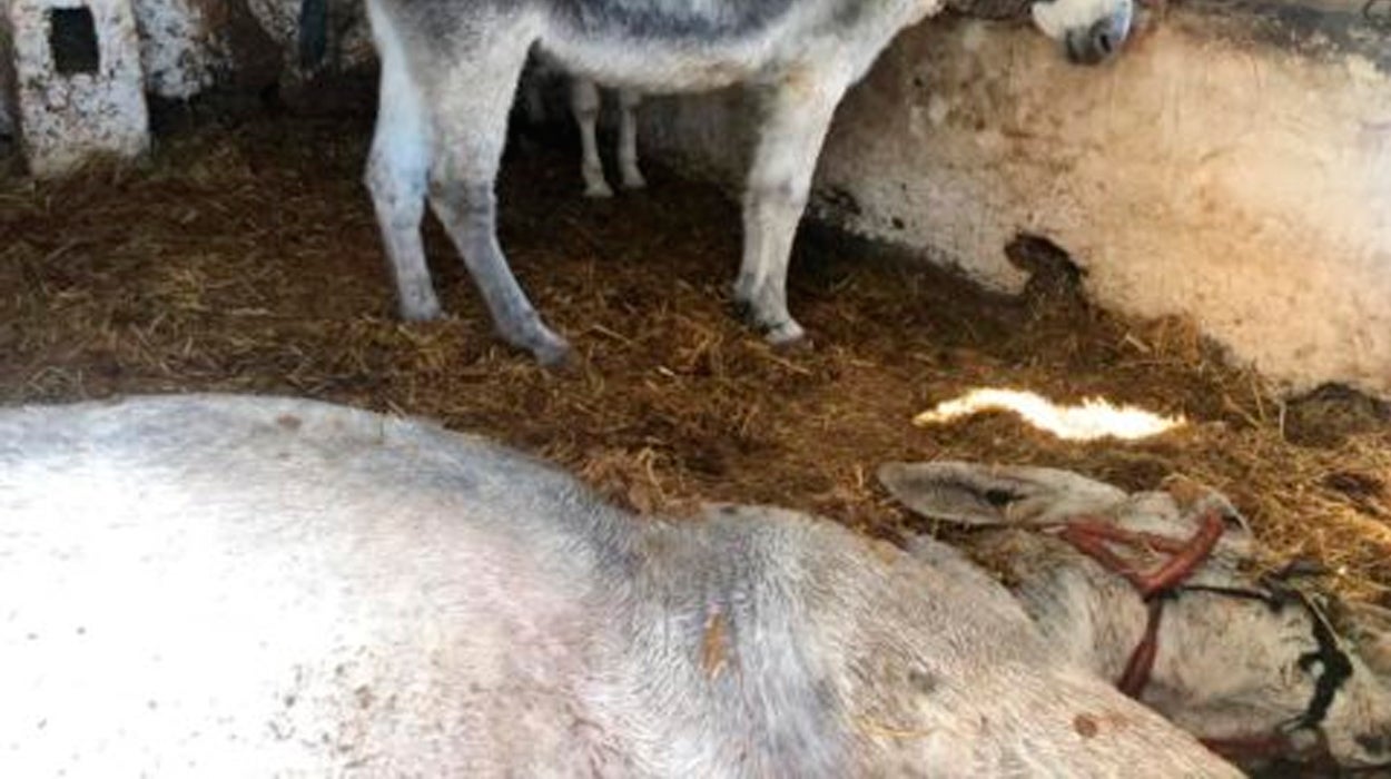 Denuncian la muerte sin atención veterinaria de un burro-taxi en Mijas Denuncian la muerte sin atención veterinaria de un burro-taxi en Mijas