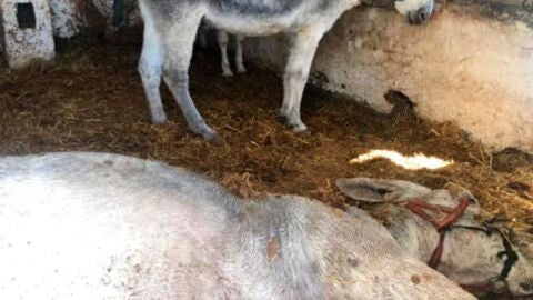 Muere un burrotaxi en Mijas