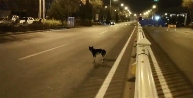 Un perro lleva 80 días esperando a su dueña en la carretera donde murió Un perro lleva 80 días esperando a su dueña en la carretera donde murió