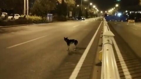 Perro espera a su due&ntilde;a en Hohhot