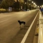 Perro espera a su dueña en Hohhot