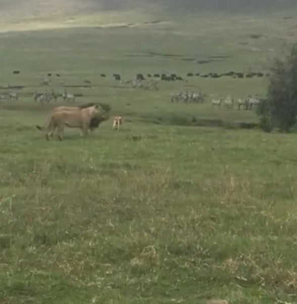 VÍDEO | Un perro se enfrenta a una pareja de leones VÍDEO | Un perro se enfrenta a una pareja de leones