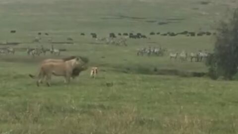 Perro se enfrenta a pareja de leones