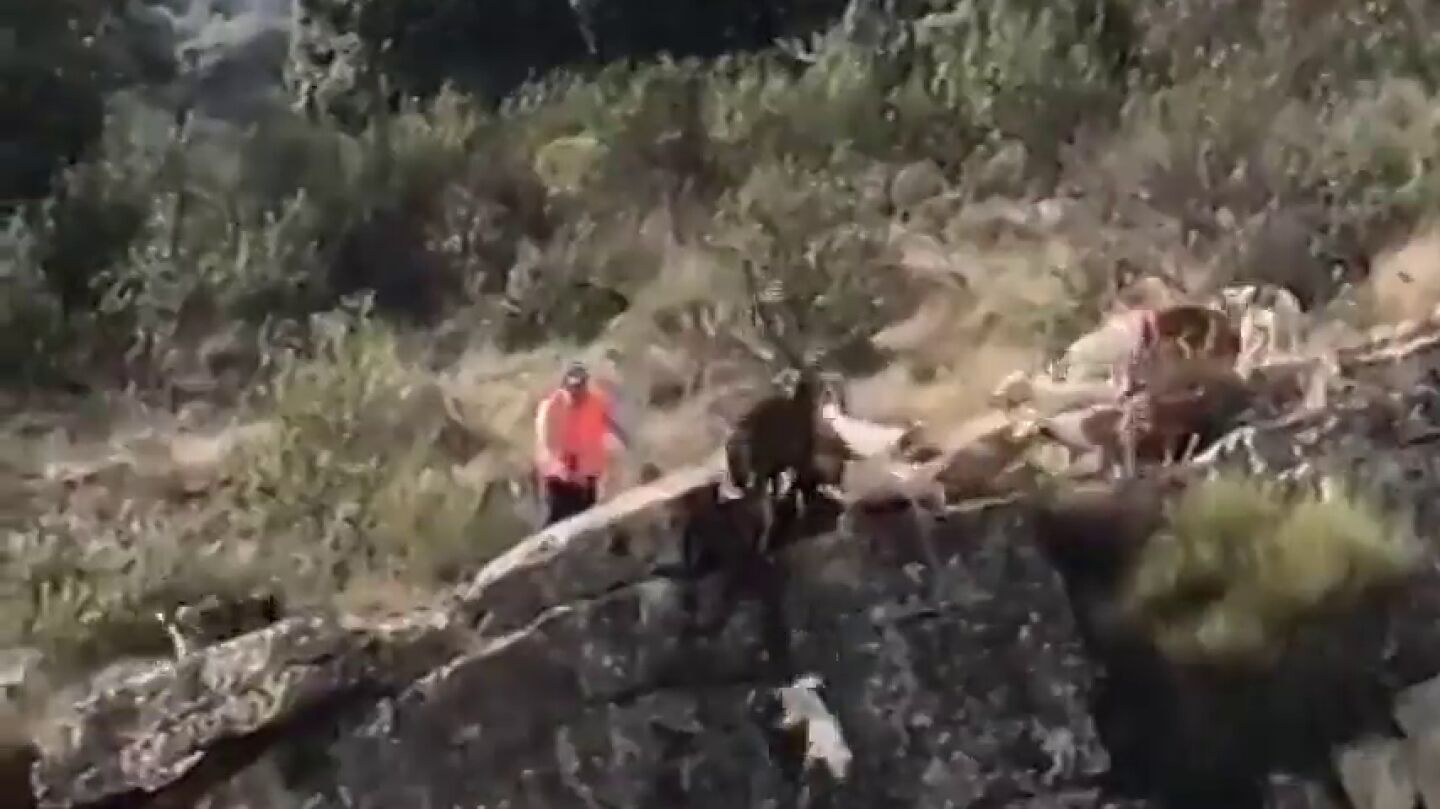 Durísimas imágenes de cómo 12 perros se despeñan por un barranco ante la irresponsabilidad de un cazador