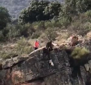 Durísimas imágenes de cómo 12 perros se despeñan por un barranco ante la irresponsabilidad de un cazador Durísimas imágenes de cómo 12 perros se despeñan por un barranco ante la irresponsabilidad de un cazador