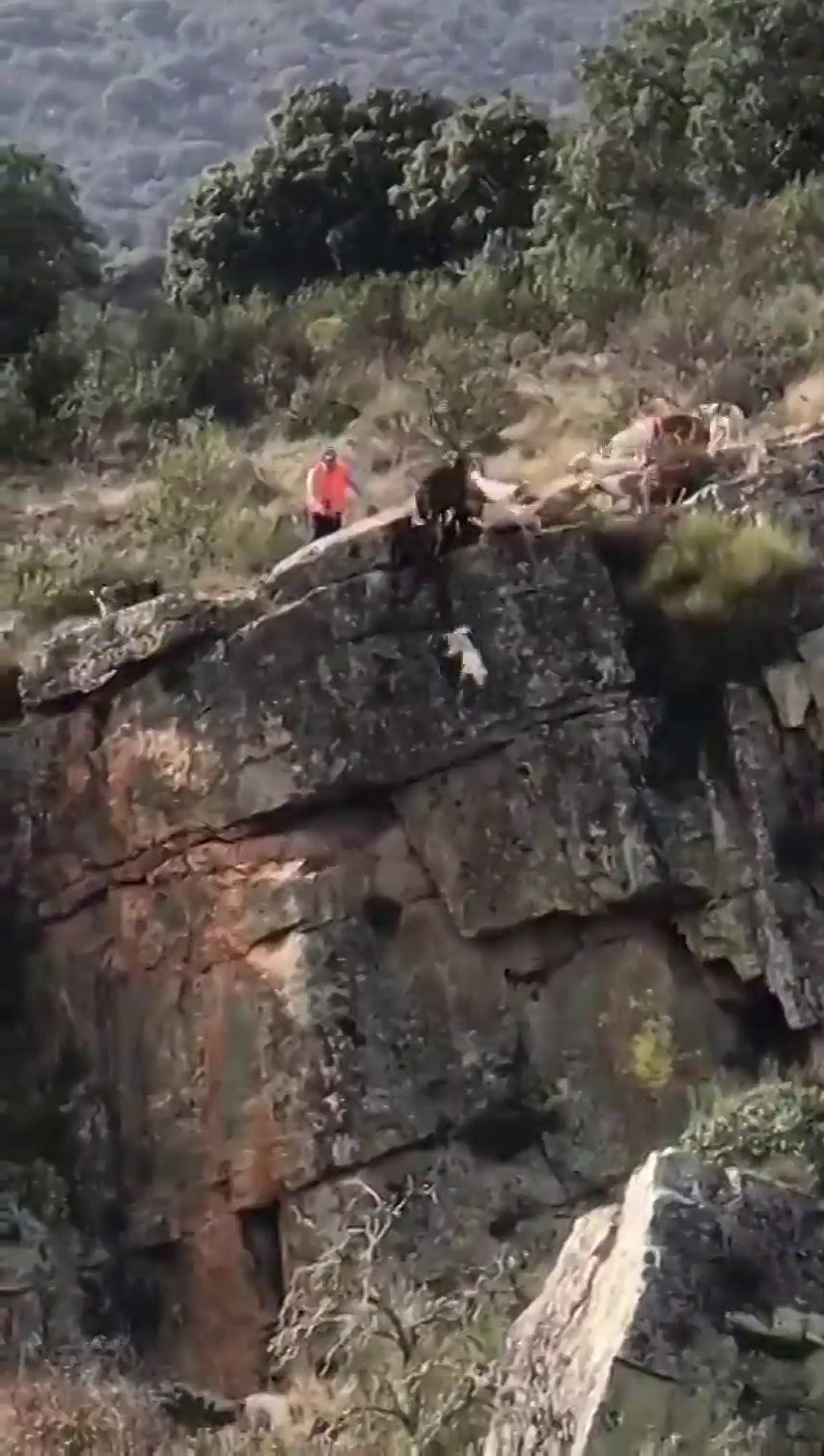 Indignación por las duras imágenes de doce perros y un venado cayendo por un barranco en una cacería en Cáceres Indignación por las duras imágenes de doce perros y un venado cayendo por un barranco en una cacería en Cáceres