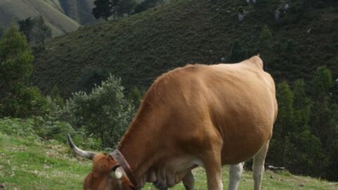 Cient&iacute;ficos de Galicia y de Le&oacute;n ven claras diferencias entre la alimentaci&oacute;n ecol&oacute;gica, convencional basada en piensos y convencional basada en pastoreo