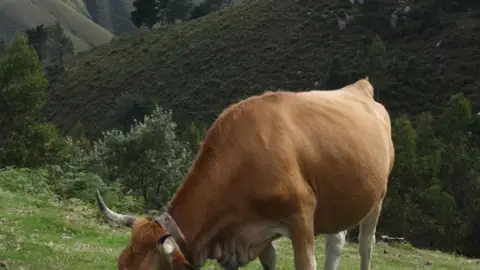 Científicos de Galicia y de León ven claras diferencias entre la alimentación ecológica, convencional basada en piensos y convencional basada en pastoreo Científicos de Galicia y de León ven claras diferencias entre la alimentación ecológica, convencional basada en piensos y convencional basada en pastoreo