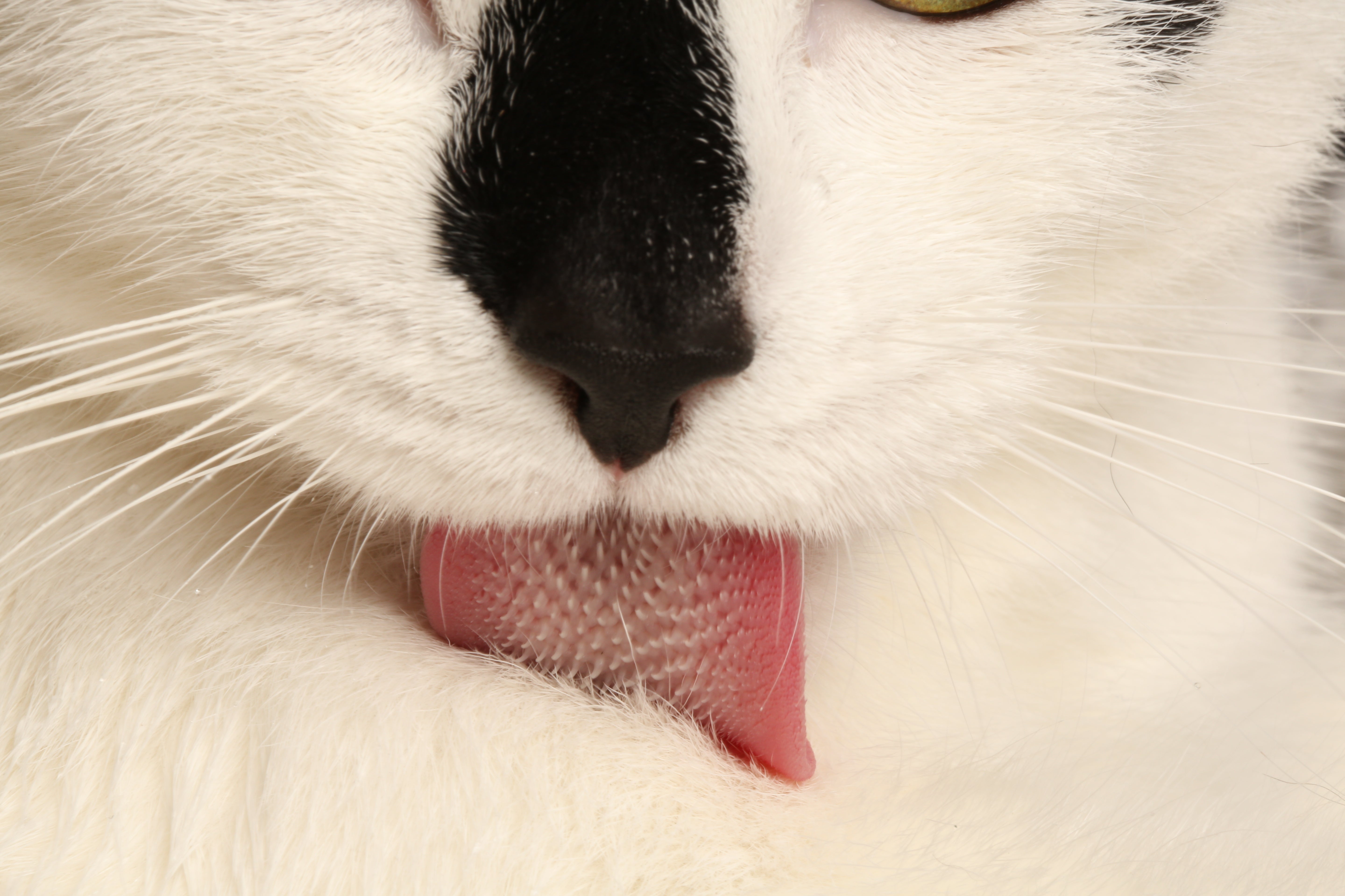 ¿Por qué mi gato tiene calvas de lamerse? ¿Por qué mi gato tiene calvas de lamerse?
