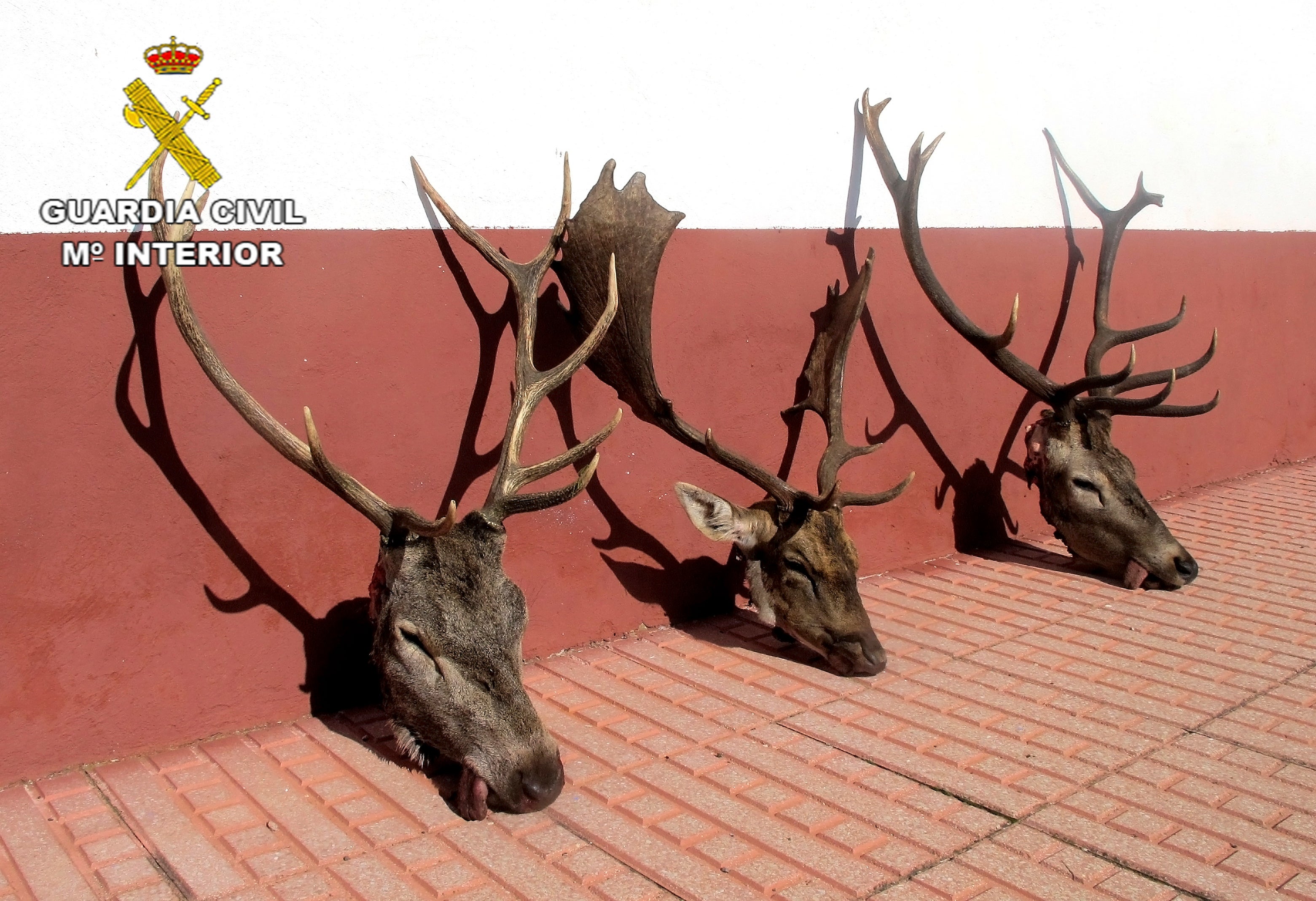 Extremadura tramitó el año pasado 527 expedientes por infracciones cinegéticas Extremadura tramitó el año pasado 527 expedientes por infracciones cinegéticas