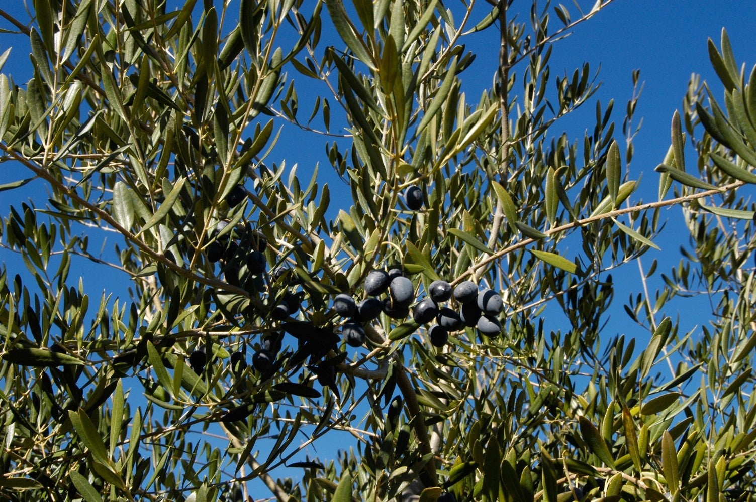 La Unión protestará el 24 de septiembre en Pozuelo de Zarzón por la "falta de negociación" en los contratos de aceituna La Unión protestará el 24 de septiembre en Pozuelo de Zarzón por la "falta de negociación" en los contratos de aceituna