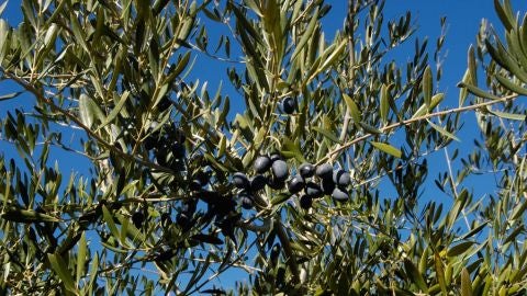 Comienza la campa&ntilde;a del olivar