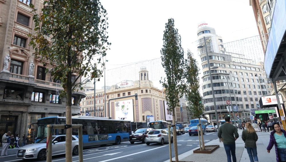 Varios de los árboles que pueden verse en la nueva Gran Vía de Madrid