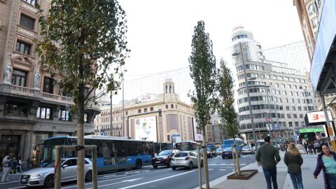 Varios de los &aacute;rboles que pueden verse en la nueva Gran V&iacute;a de Madrid