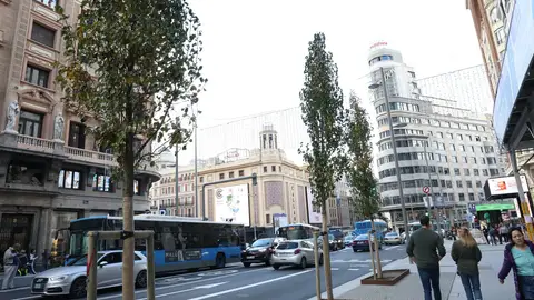 Varios de los árboles que pueden verse en la nueva Gran Vía de Madrid Varios de los árboles que pueden verse en la nueva Gran Vía de Madrid