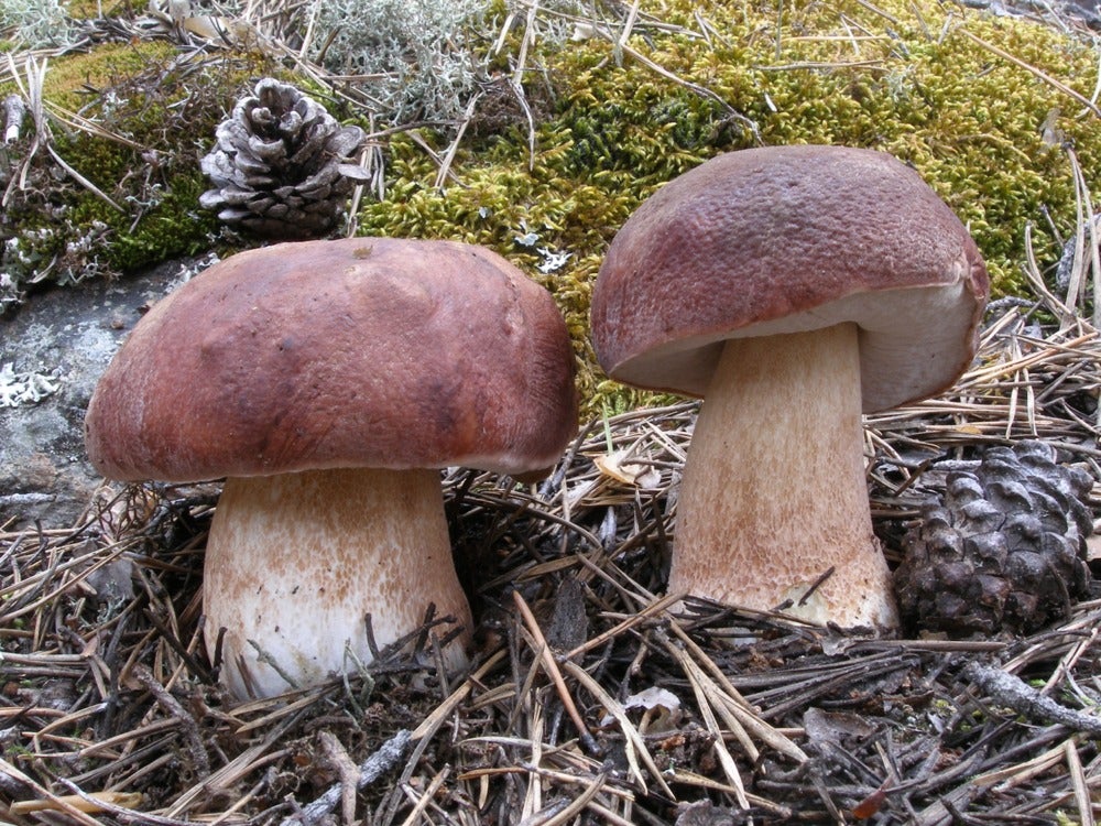 Setas de la Comunidad de Madrid Setas de la Comunidad de Madrid