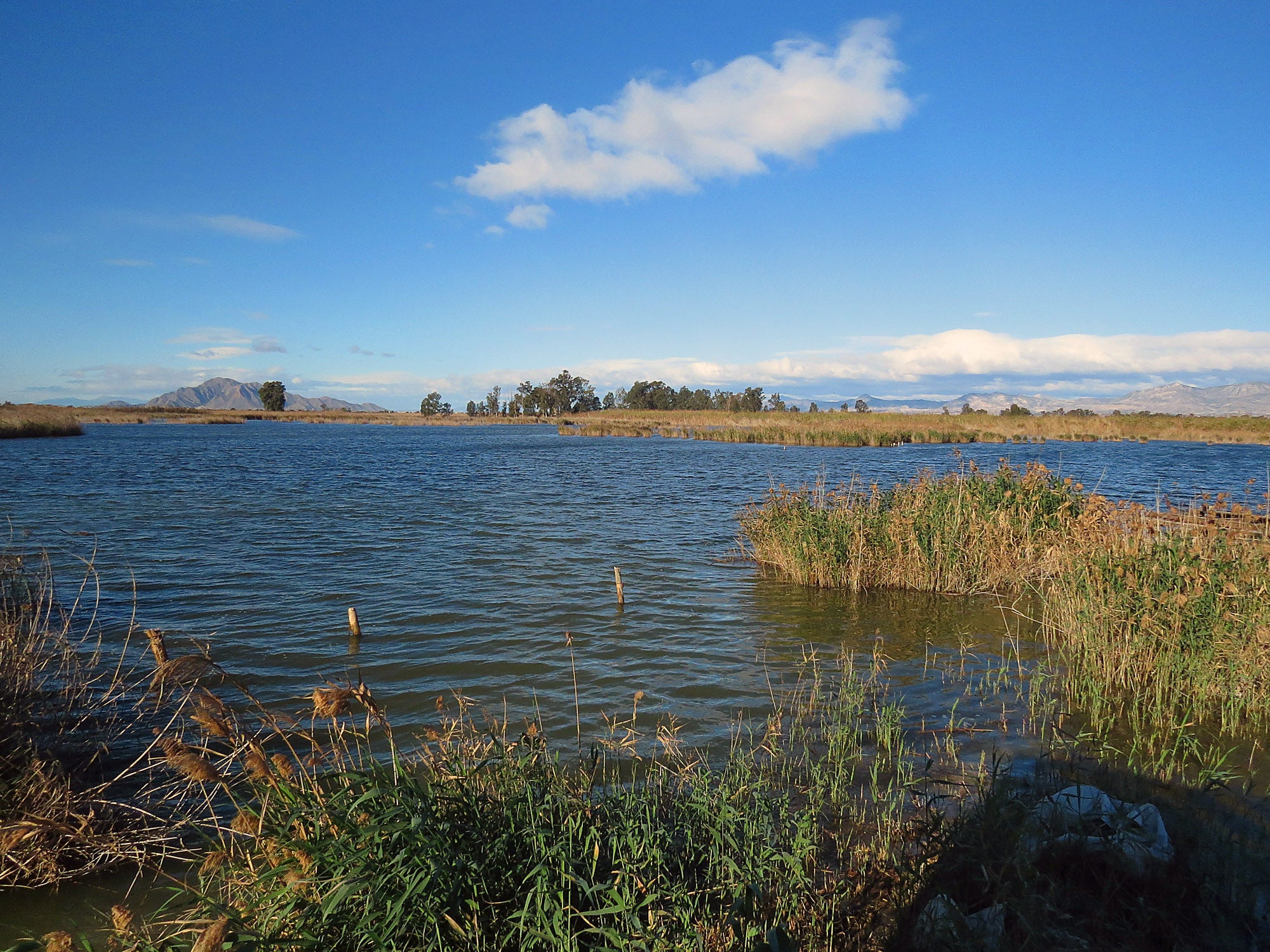 Riegos de Levante ‘aparca’ la construcción de una desalobradora en el Parque Natural de El Hondo Riegos de Levante ‘aparca’ la construcción de una desalobradora en el Parque Natural de El Hondo