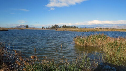 Espacio conocido como La Reserva en el Parque Natural de El Hondo