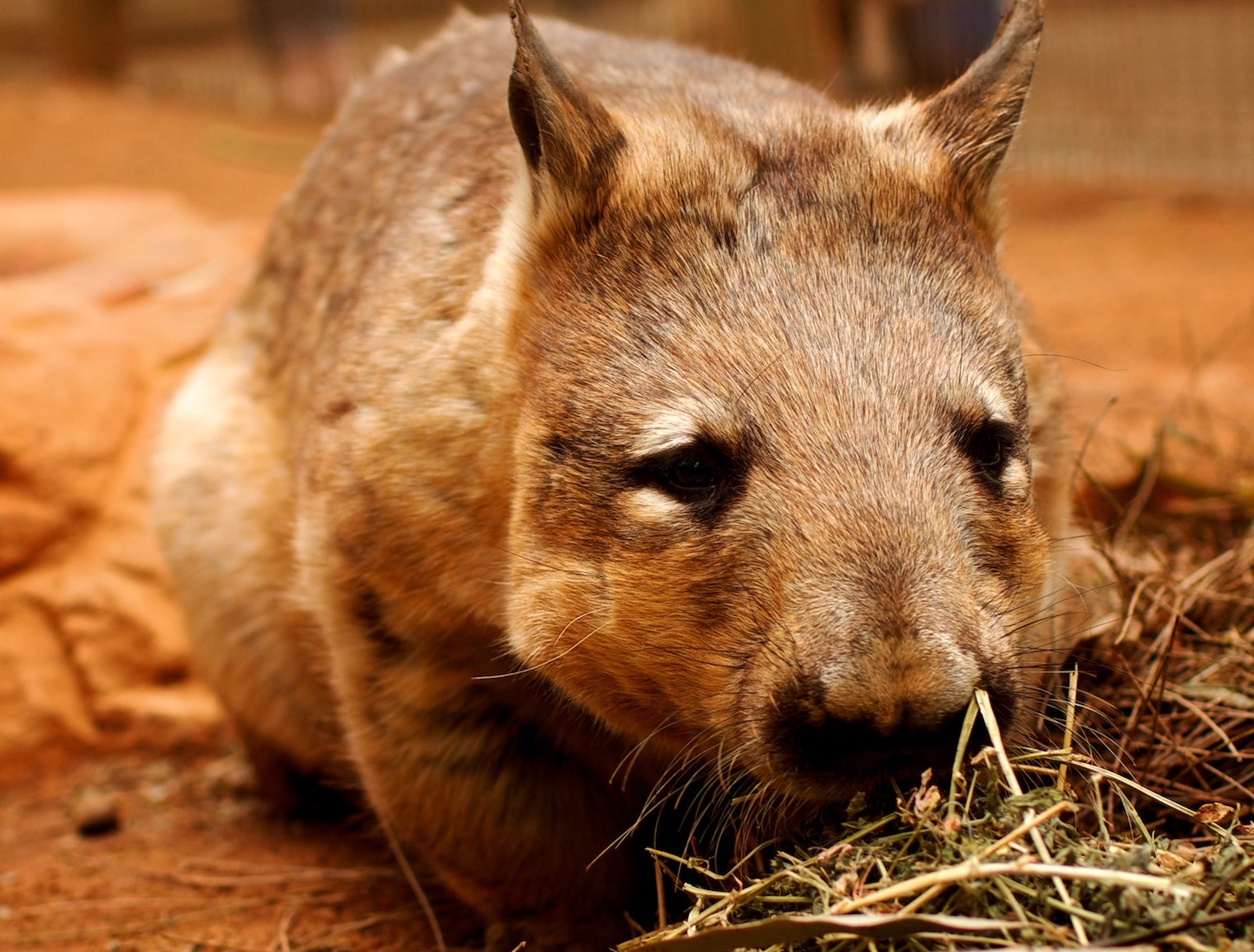 Tristán, el wombat Australiano: "No sé por qué Dodotis usó un hipopótamo en vez de un Wombat" Tristán, el wombat Australiano: "No sé por qué Dodotis usó un hipopótamo en vez de un Wombat"