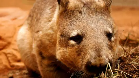 Los wómbats son los únicos animales que defecan excrementos cuadrados Los wómbats son los únicos animales que defecan excrementos cuadrados