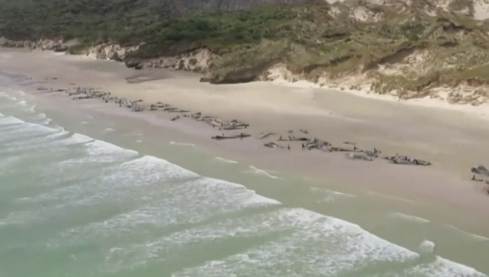 Encuentran 145 ballenas muertas en Nueva Zelanda 