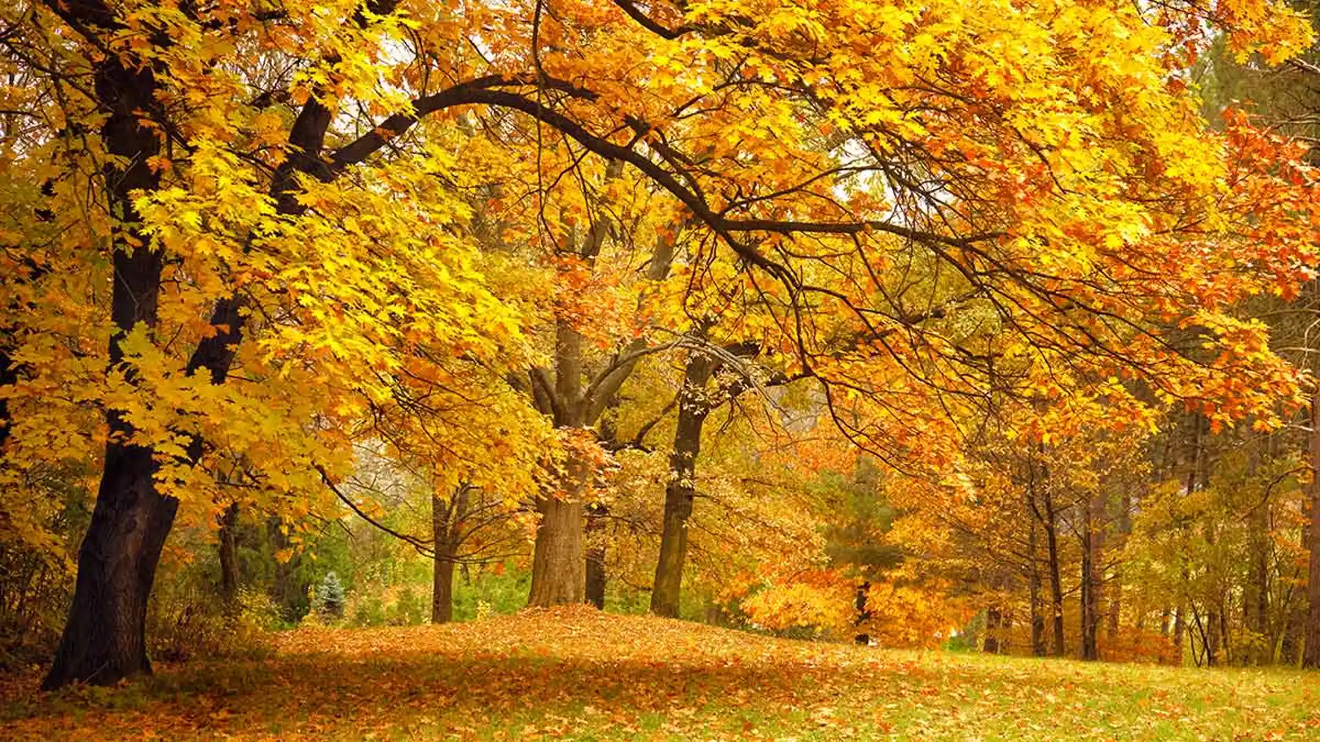 Hojas de los árboles en otoño