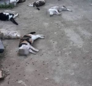 Algunos de los gatos brutalmente asesinados en el albergue Algunos de los gatos brutalmente asesinados en el albergue