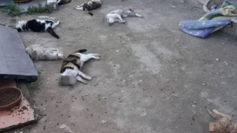 Algunos de los gatos brutalmente asesinados en el albergue