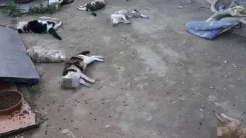Algunos de los gatos brutalmente asesinados en el albergue Algunos de los gatos brutalmente asesinados en el albergue