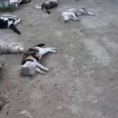 Algunos de los gatos brutalmente asesinados en el albergue