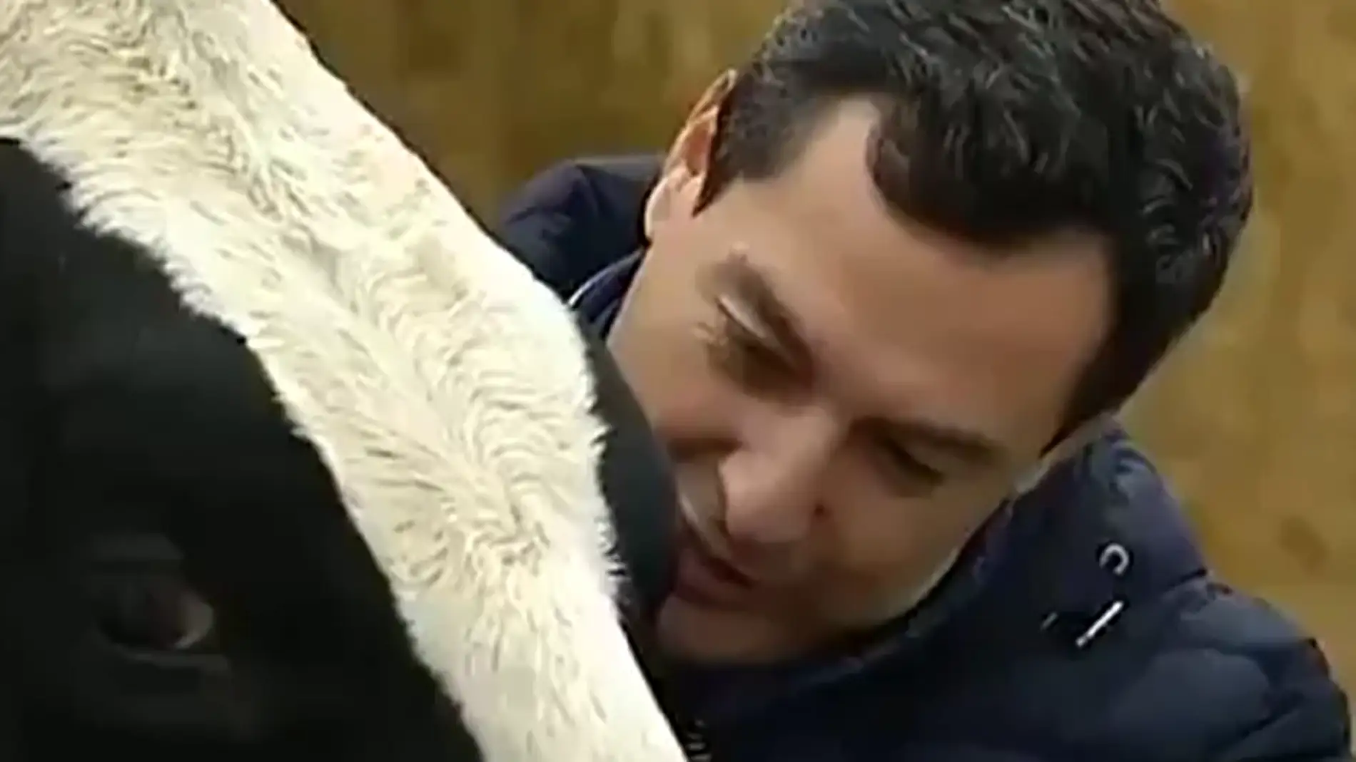 La surrealista conversación de Juanma Moreno con una vaca en plena campaña electoral