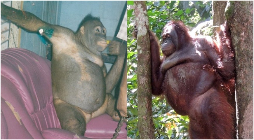 La triste historia de Pony, una orangutana que fue forzada durante años a tener relaciones sexuales con hombres La triste historia de Pony, una orangutana que fue forzada durante años a tener relaciones sexuales con hombres