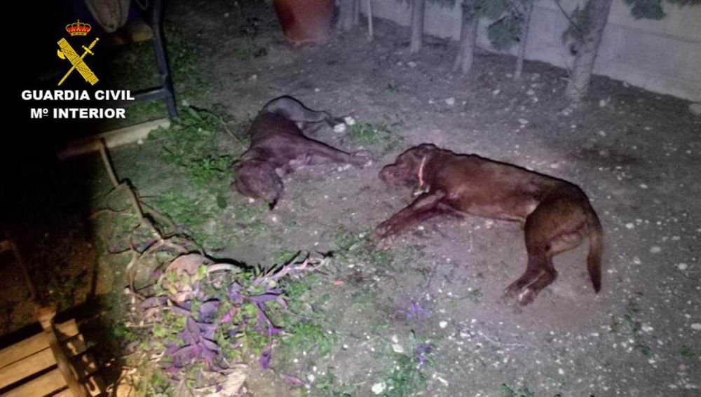 Los dos perros fallecidos en la finca de Crevillent