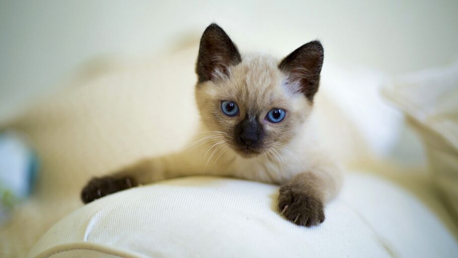 Gato