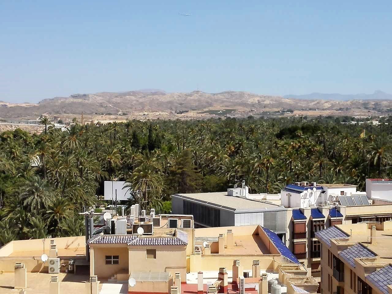 El PP de Elche acusa al tripartito de “inoperancia” en torno al Palmeral de Elche El PP de Elche acusa al tripartito de “inoperancia” en torno al Palmeral de Elche