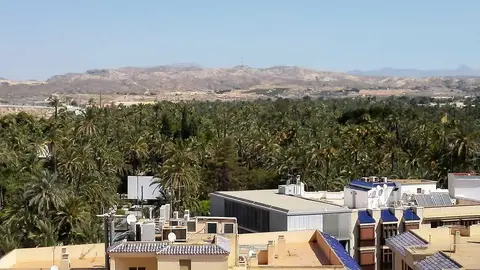 Vista del Palmeral de Elche Vista del Palmeral de Elche