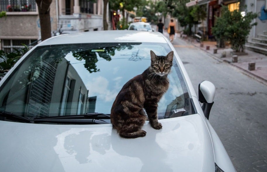 Condenado en Elche tras pegar a una mujer que daba de beber a un gato Condenado en Elche tras pegar a una mujer que daba de beber a un gato