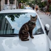 Un gato descansa sobre el capot de un coche.