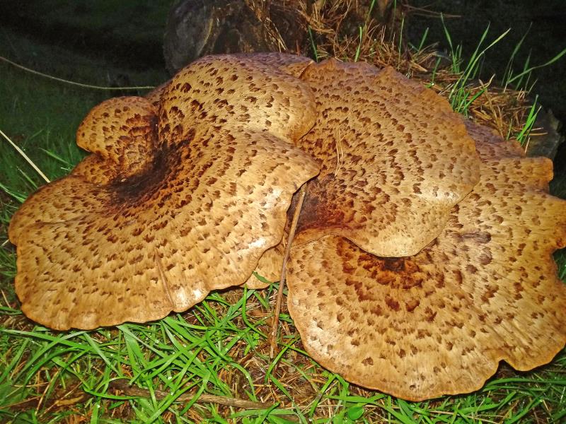 La seta "cola de pavo", esperanza para prevenir la pérdida de memoria La seta "cola de pavo", esperanza para prevenir la pérdida de memoria