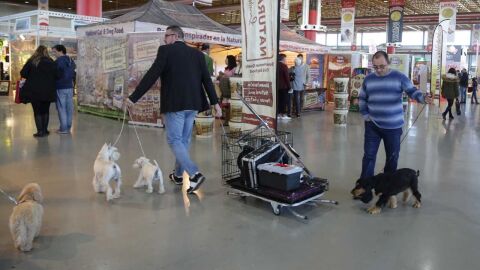 Expocachorro se celebra en la Instituci&oacute;n Ferial Alicantina 