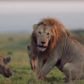 Imagen del león acorralado por una manada de hienas
