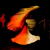 Imagen de archivo de flamenco Imagen de archivo de flamenco