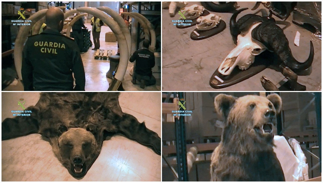 La Guardia Civil interviene varios trofeos de caza y animales disecados de gran valor en Guadalajara La Guardia Civil interviene varios trofeos de caza y animales disecados de gran valor en Guadalajara