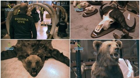 Combo de fotograf&iacute;as facilitadas por la Guardia Civil que ha intervenido en Guadalajara trofeos de caza