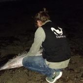 Aparece muerto un delfín en Roquetas de Mar (Almería)