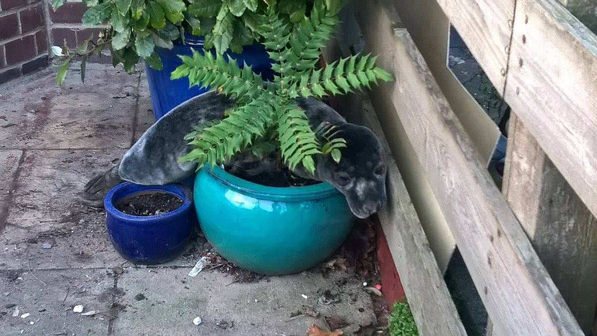 La sorpresa de una mujer al encontrar a una cría de foca descansando en su jardín La sorpresa de una mujer al encontrar a una cría de foca descansando en su jardín