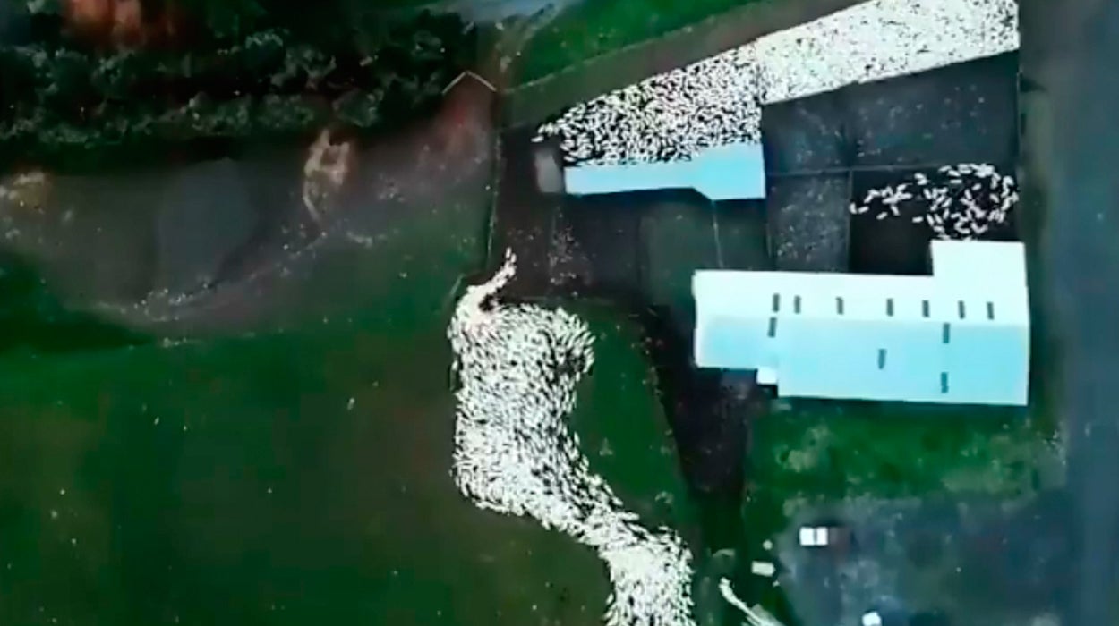 Así es el impresionante trabajo de un perro pastor visto desde un dron Así es el impresionante trabajo de un perro pastor visto desde un dron