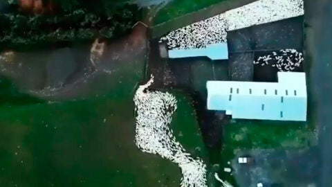 Un perro pastor conduciendo a las ovejas