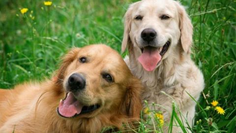 El Colegio de Veterinarios ha lanzado su campa&ntilde;a de Navidad